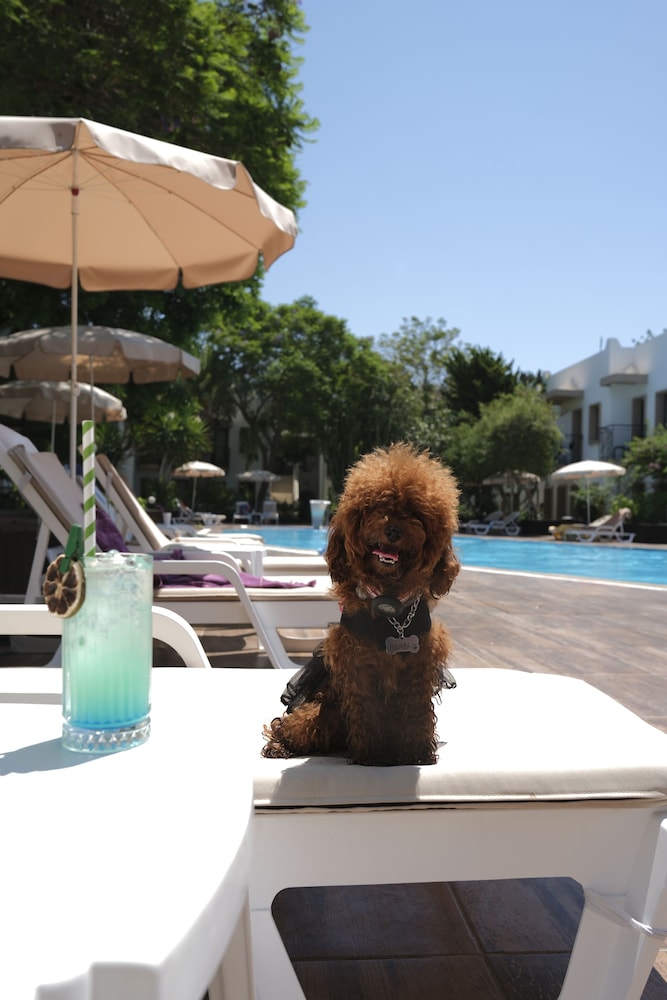 Flora Hotel Rezervasyon