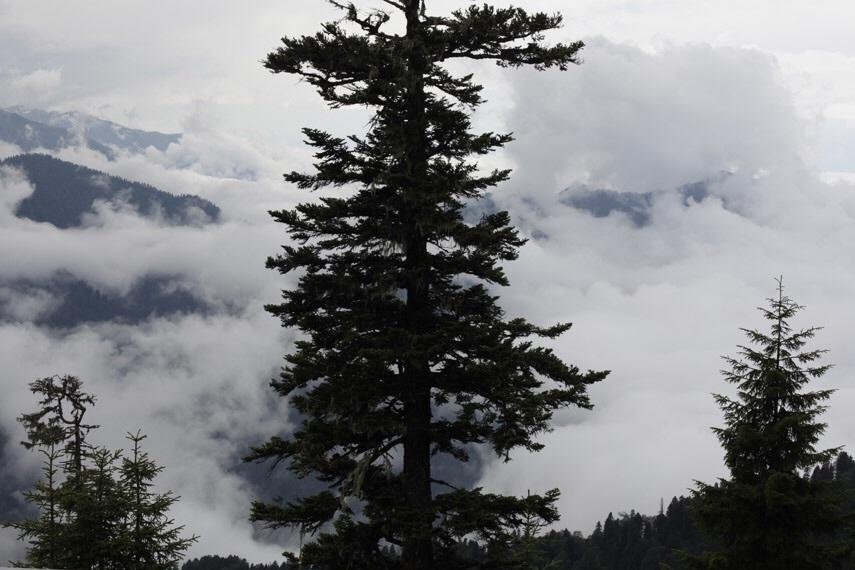 Moyy Mini Rezervasyon