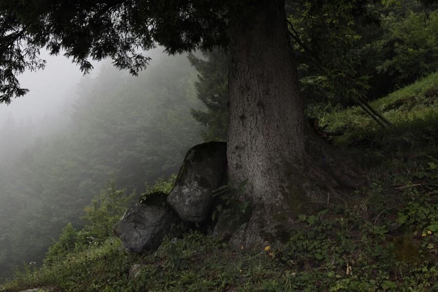 Moyy Mini Rezervasyon