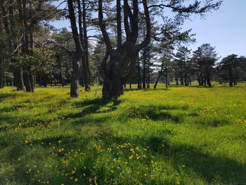 Adya Aladağ Doğal Yaşam Alanı Rezervasyon