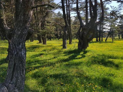Adya Aladağ Doğal Yaşam Alanı Rezervasyon