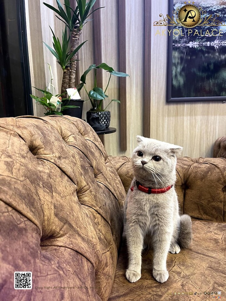 Akyol Palace Rezervasyon