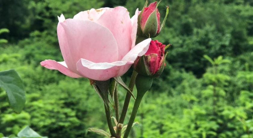 Mercan Villam Rezervasyon