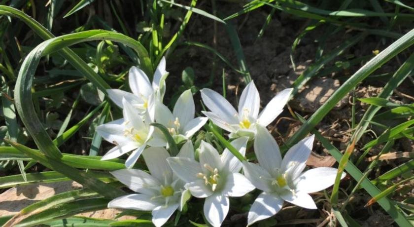 Mercan Villam Rezervasyon