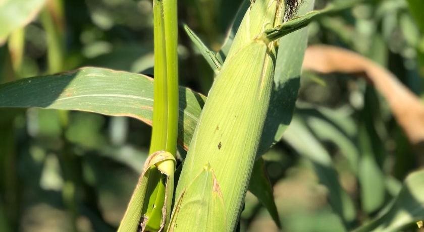 Mercan Villam Rezervasyon