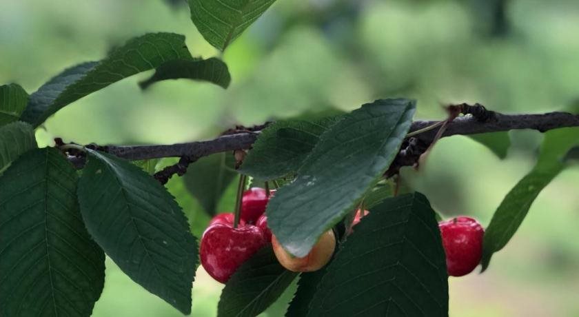 Mercan Villam Rezervasyon