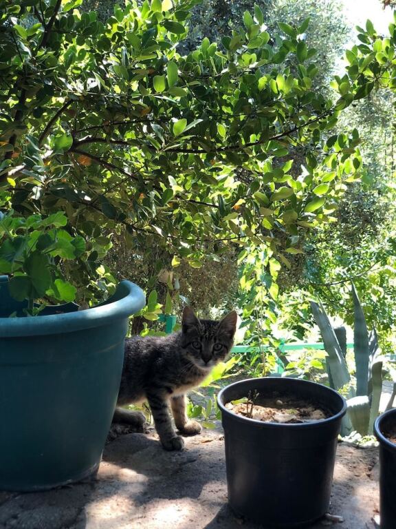 Yesil Vadi Apart Pansiyon Rezervasyon
