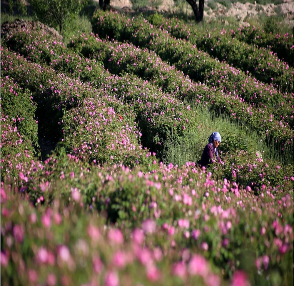 Lavanta Villa Rezervasyon