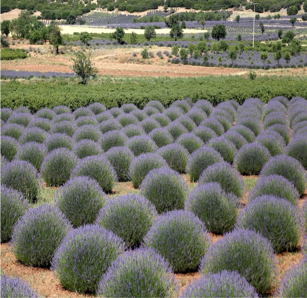 Lavanta Villa Rezervasyon