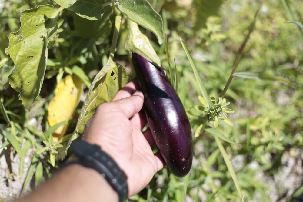 Vadi Alacati Rezervasyon