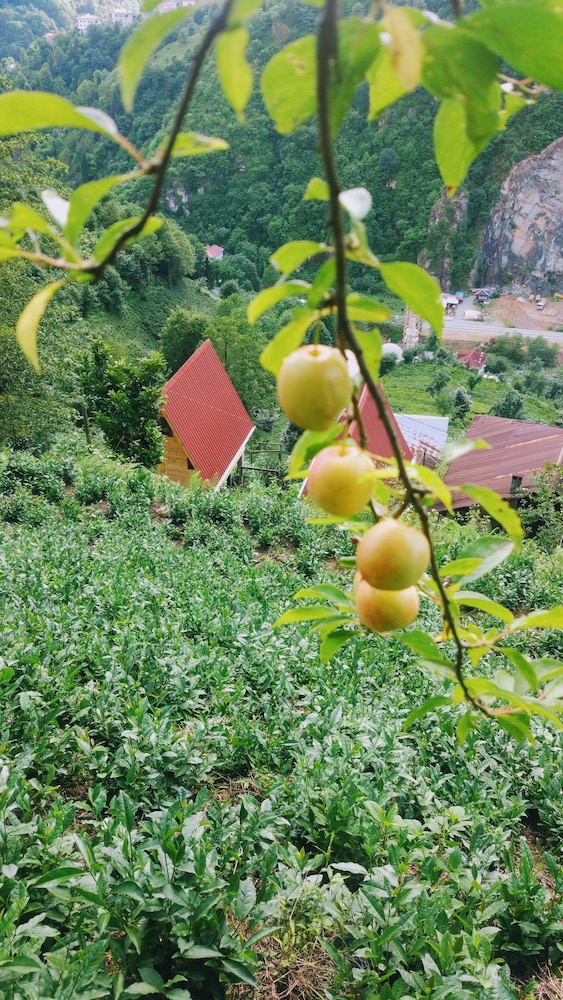 Begi Apart Bungalov Rezervasyon