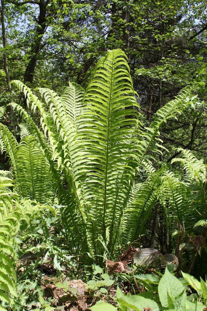 Zilkale Hotel & Koy Evi Rezervasyon