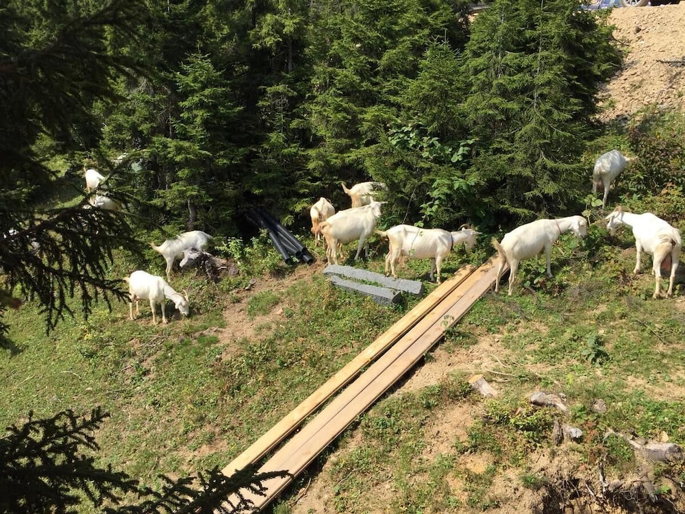 Pokut Inn Rezervasyon