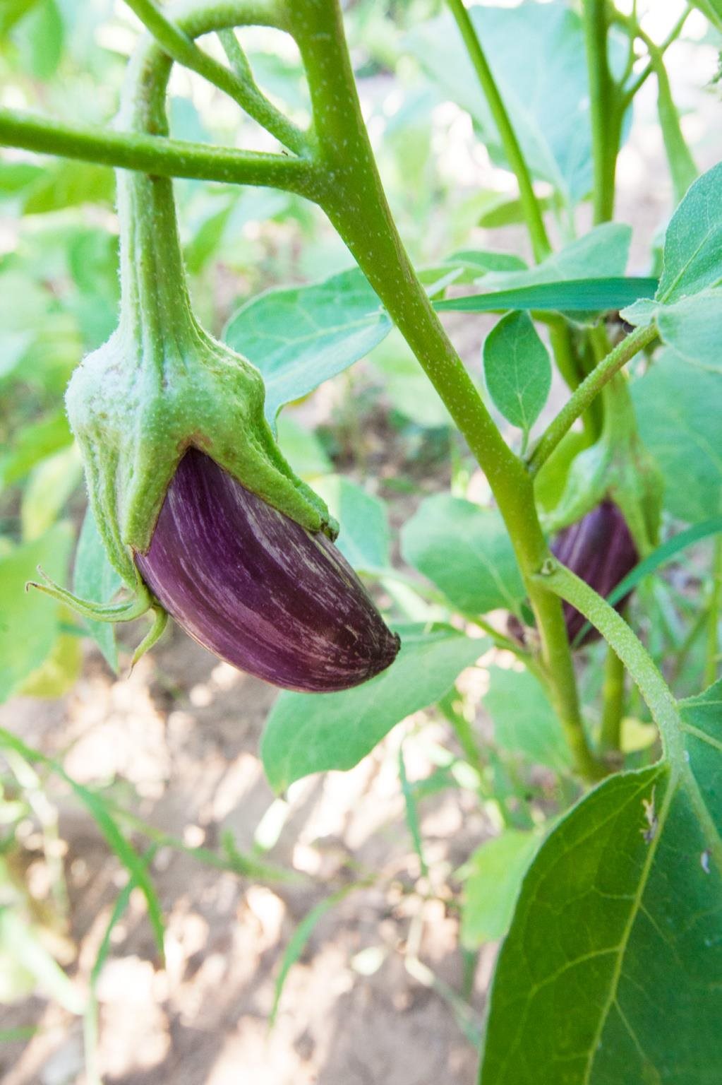 Lapida Hotel Rezervasyon