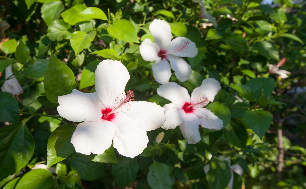 Lapida Hotel Rezervasyon