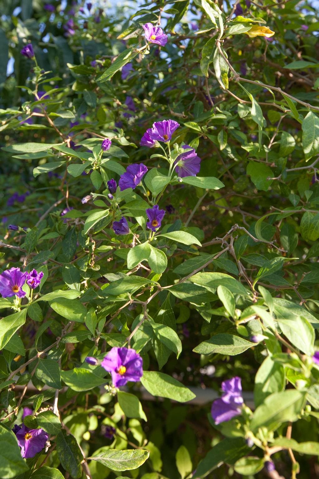 Lapida Hotel Rezervasyon