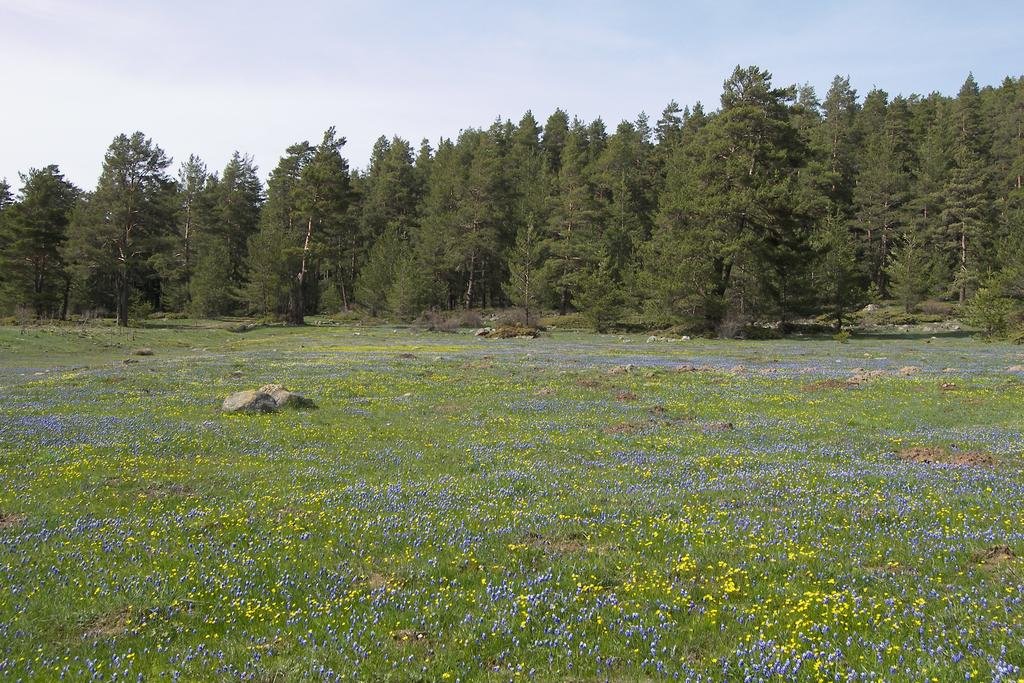 Villa Neva Hotel Rezervasyon