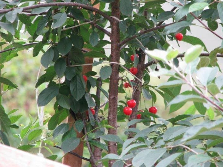 Zirve Pension Rezervasyon