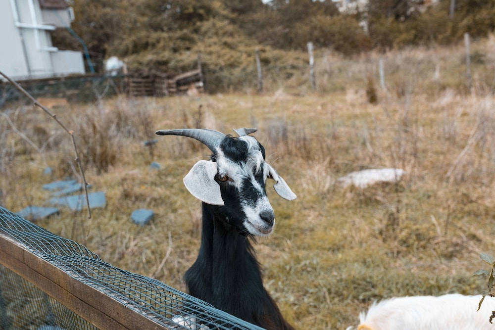 Kerpe Diem Butik Otel Rezervasyon
