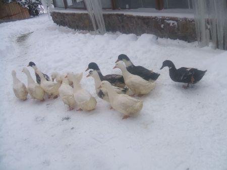 Koroglu Konagi Rezervasyon