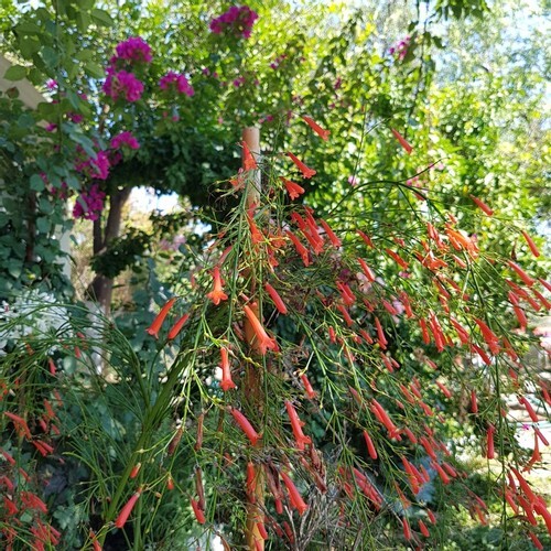 Lemon Garden Butik Otel Rezervasyon