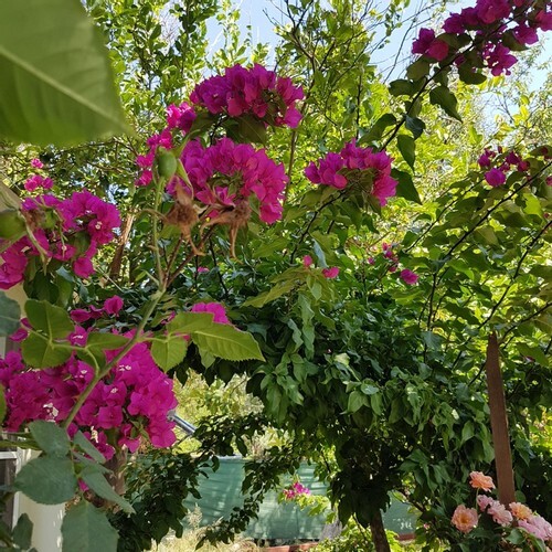 Lemon Garden Butik Otel Rezervasyon