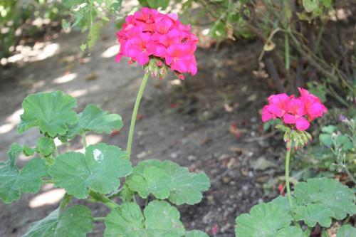 Helvacioglu Butik Otel Rezervasyon