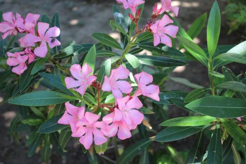 Helvacioglu Butik Otel Rezervasyon