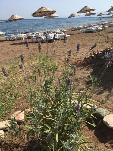 Mavizeytin Beach Club Rezervasyon